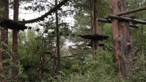 Baboons explore a treetop adventure park with rope bridges and platforms made Stock-Footage 333363758