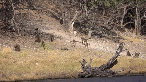 Baboons Family close to River Bank Stock Footage