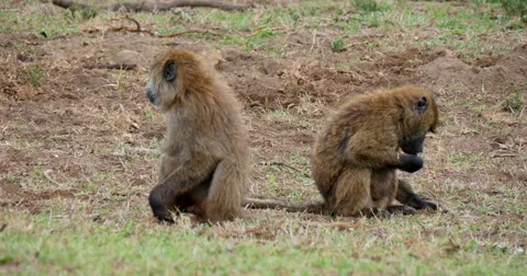 Baboons feeding Stock Footage 60596046