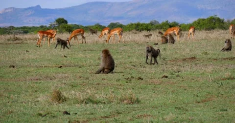 Baboons feeding with Impalas in background Stock Footage 60596128