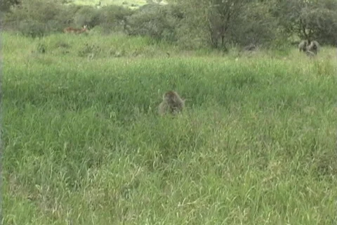 Baboons Fighting Stock Footage 116043