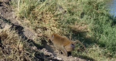 Baboons fighting Stock Footage 60596020
