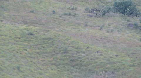 Baboons Stock-Footage 1086738