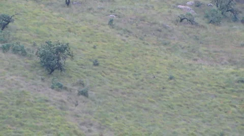 Baboons Stock-Footage 1086739