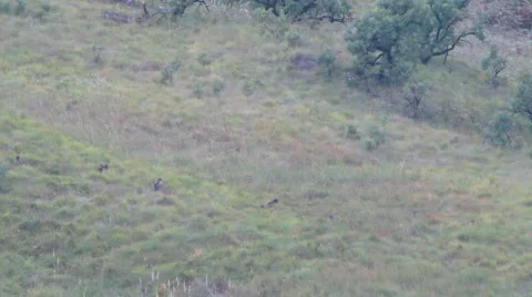 Baboons Video stock 1086846