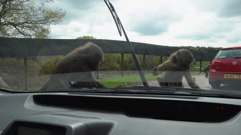 Baboons Stock Footage 89409448