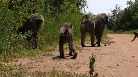 Baboons in front of hidden Camera Stock Footage 125131819