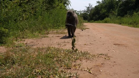 Baboons in Front of hidden Camera Stock Footage 125165004