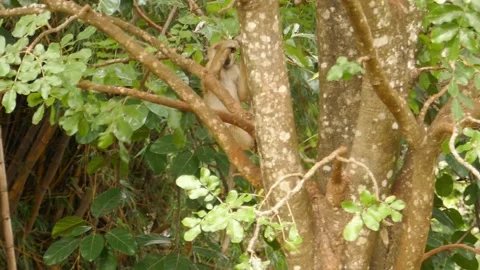 Baboons in the green environment Stock Footage 202178036