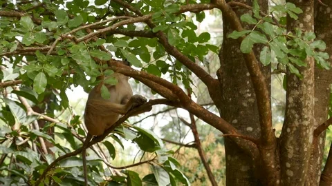 Baboons in the green environment Stock Footage 202178084