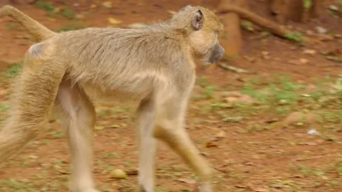 Baboons in the green environment Stock Footage 202178093