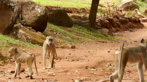 Baboons in the green environment Stock Footage 202178105