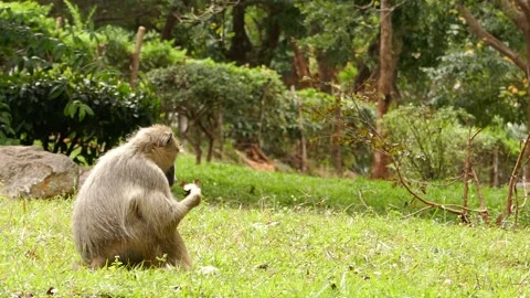 Baboons in the green environment Stock Footage 202178196