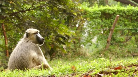 Baboons in the green environment Stock Footage 202178254