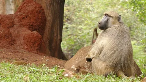 Baboons in the green environment Stock Footage 202178262