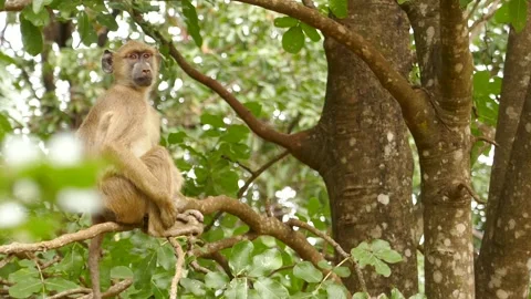 Baboons in the green environment Stock Footage 202178268