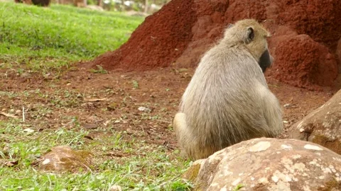 Baboons in the green environment Stock Footage 202178284