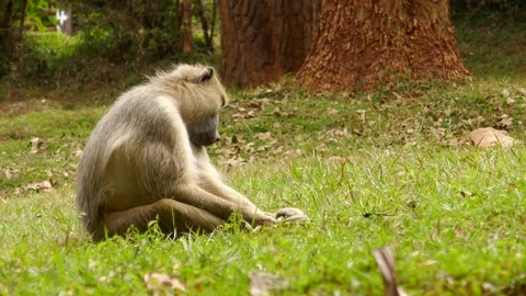 Baboons in the green environment Stock Footage 202178327