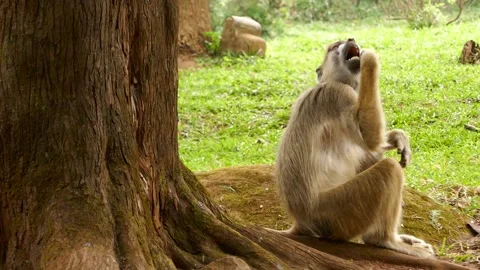 Baboons in the green environment Stock Footage 202178384
