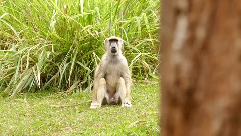 Baboons in the green environment Stock Footage 202178385