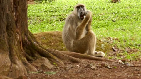 Baboons in the green environment Stock Footage 202178391
