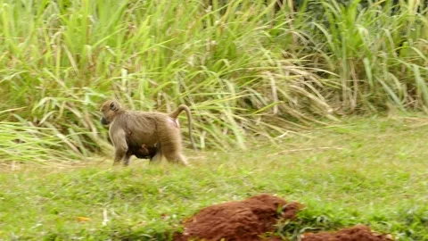 Baboons in the green environment Stock Footage 202178398