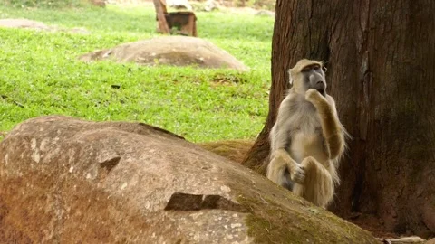 Baboons in the green environment Stock Footage 202178401