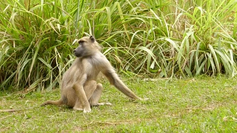 Baboons in the green environment Stock Footage 202178501