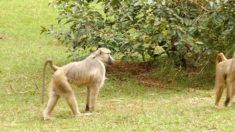 Baboons in the green environment Stock Footage 202178795