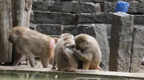 Baboons Grooming eachother Stock Footage 40519157