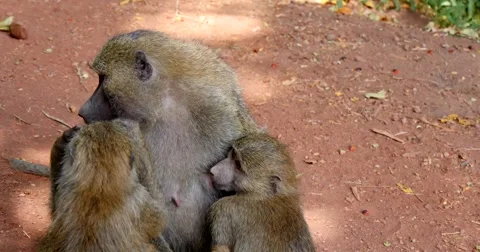 Baboons grooming Video stock 60596072