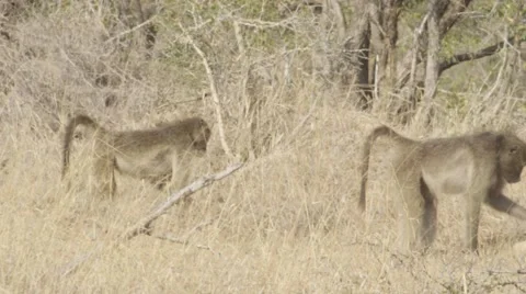 Baboons On Ground Eating - Slow Motion Stock Footage 55656287
