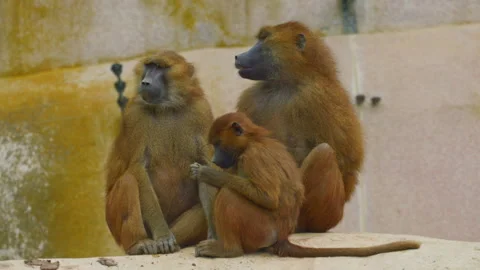 Baboons interact among themselves. Baboon family Stock Footage 311032153