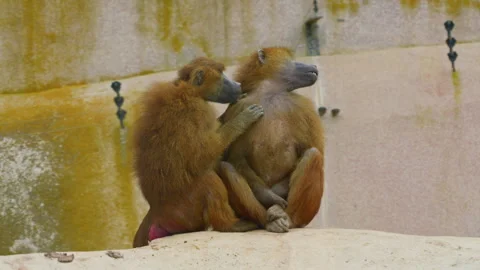 Baboons interact among themselves. Baboon family Stock Footage 311943473