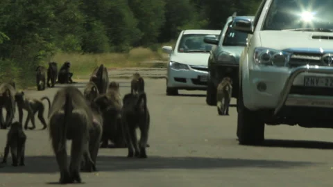 Baboons on Kruger roads causing traffic jam 01 GF Видео 156359486