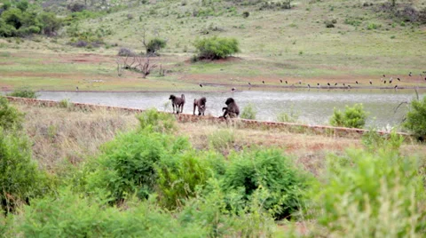 Baboons by a Lake Stock Footage 39886294