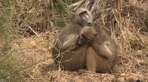 Baboons in love Stock Footage 8621448