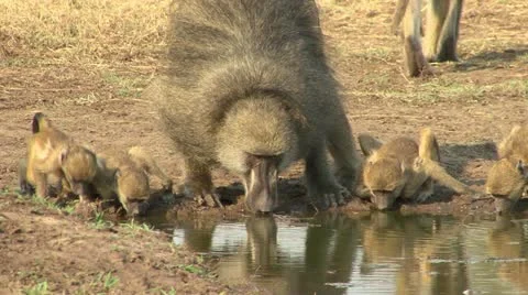 Baboons, monkeys drinking at waterhole Video stock 10868731