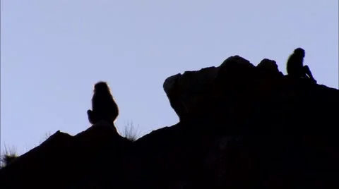 Baboons on mountain in silhouette Stock Footage 55024016