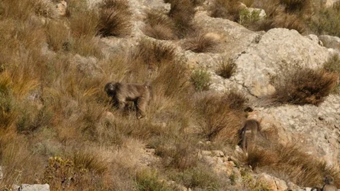 Baboons in the mountains Stock Footage 114271668