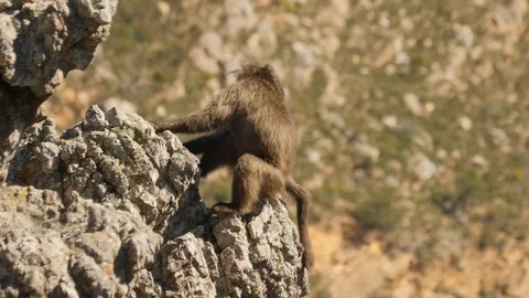 Baboons in the mountains Stock Footage 114271871