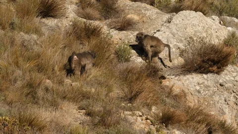 Baboons in the mountains Stock Footage 114272212