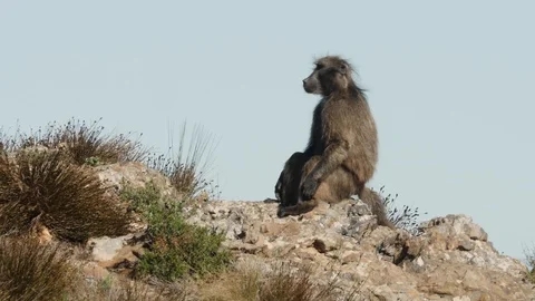 Baboons in the mountains Stock Footage 114273381