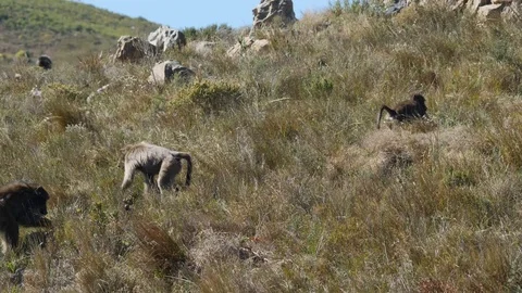 Baboons in the mountains Stock Footage 114274777
