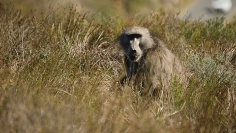 Baboons in the mountains Stock Footage 114276317