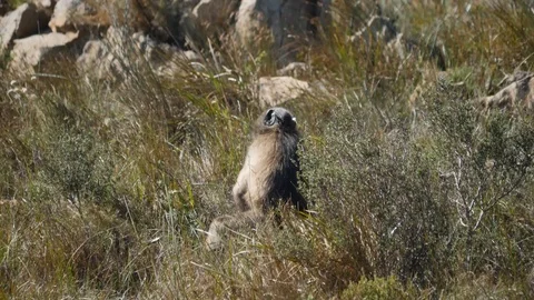 Baboons in the mountains Stock Footage 114287805