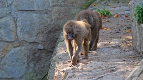 Baboons move across rocky platforms, foraging and interacting. Filmed in sl.. Video stock 289533150