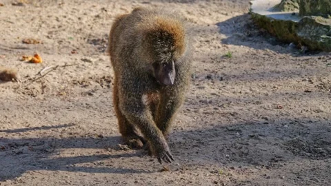 Baboons move slowly across their rocky habitat, looking for food. Filmed in.. Stock Footage 288565901