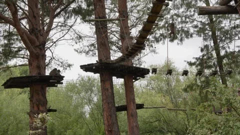 Baboons navigating a treetop adventure course with wooden bridges and ropes. Stock-Footage 333363844