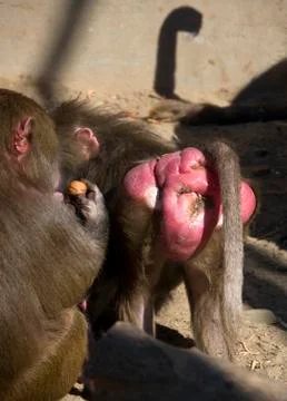 Baboons (pabio hemadryas) Stock Photos